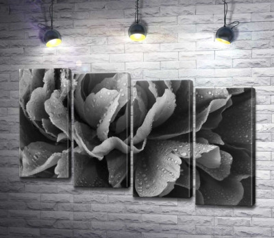 Пелюстки півонії в крапельках води