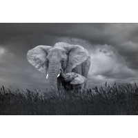 Слон и слоненок в пасмурный день