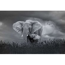 Слон и слоненок в пасмурный день