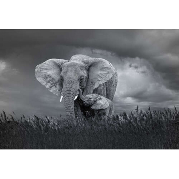 Слон і слоненя в похмурий день