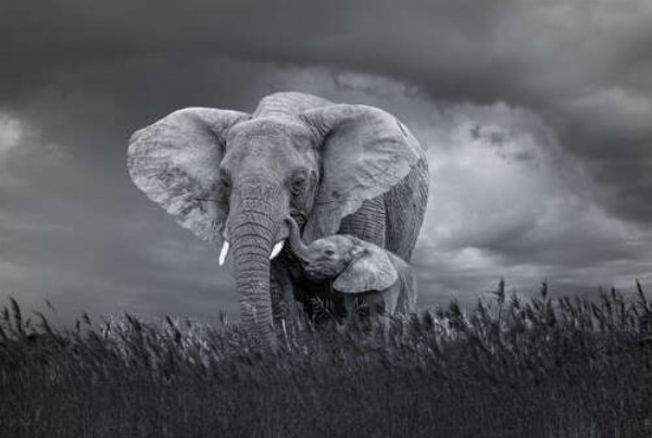 Слон і слоненя в похмурий день