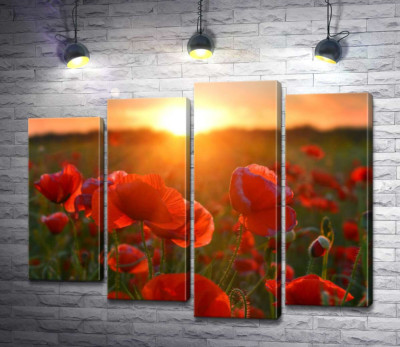 Модульна картина "Багряні маки в променях заходу сонця"