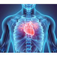 Человеческое сердце внутри грудной клетки