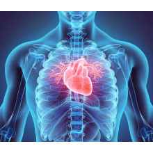 Серце людини всередині грудної клітки