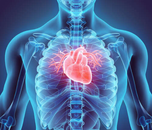 Человеческое сердце внутри грудной клетки