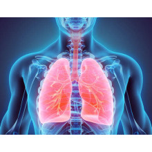Легені всередині грудної клітки