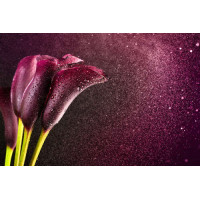 Темно-фиолетовые каллы в водяной дымке
