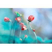 Рожеві квіти анемони і сонечко