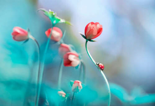Рожеві квіти анемони і сонечко