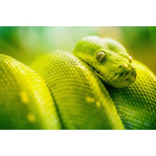 Ярко-зеленая гремучая змея