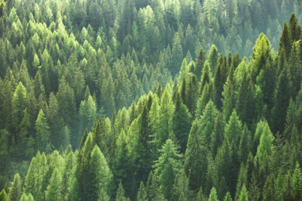 Верхушки зеленых сосен в густом лесу