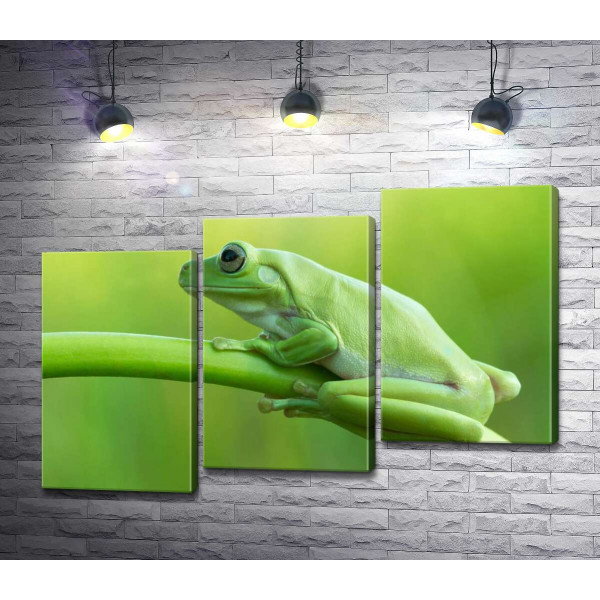 Зелена жаба на стеблі
