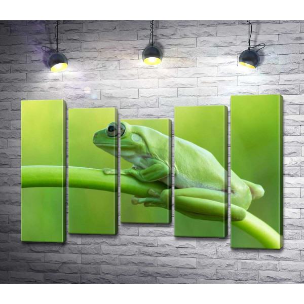 Зелена жаба на стеблі