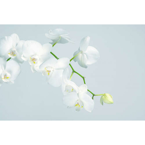 Гілочка білих орхідей