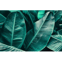 Зеленые банановые листья