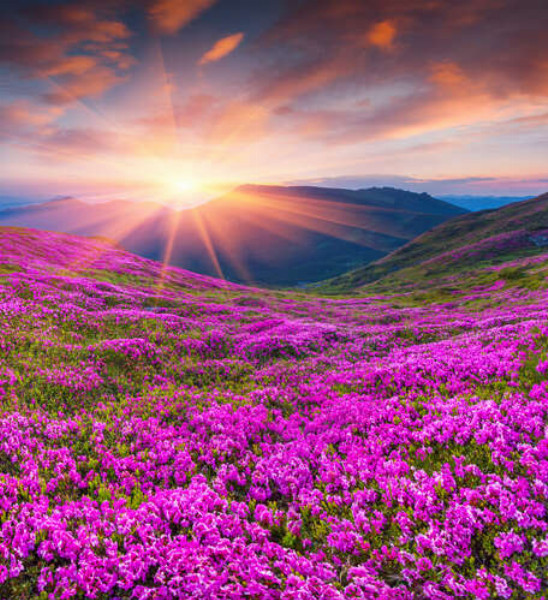 Рассвет на поляне розовых цветов