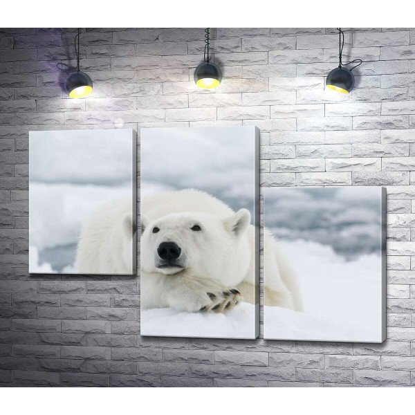 Белый медведь отдыхает на снегу