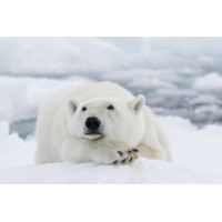 Білий ведмідь відпочиває на снігу