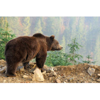 Бурий ведмідь задумливо дивиться зі схилу гори