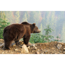 Бурый медведь задумчиво глядит со склона горы