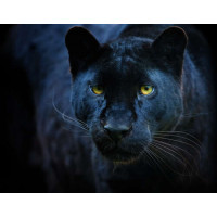 Чорна пантера з яскраво-жовтими очима