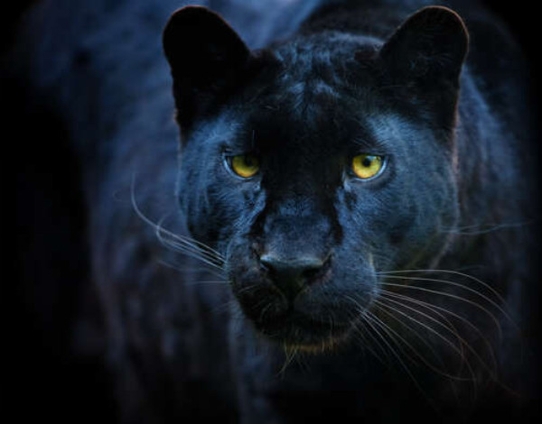 Черная пантера с ярко желтыми глазами