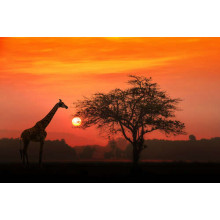 Жираф возле дерева в саванне на закате