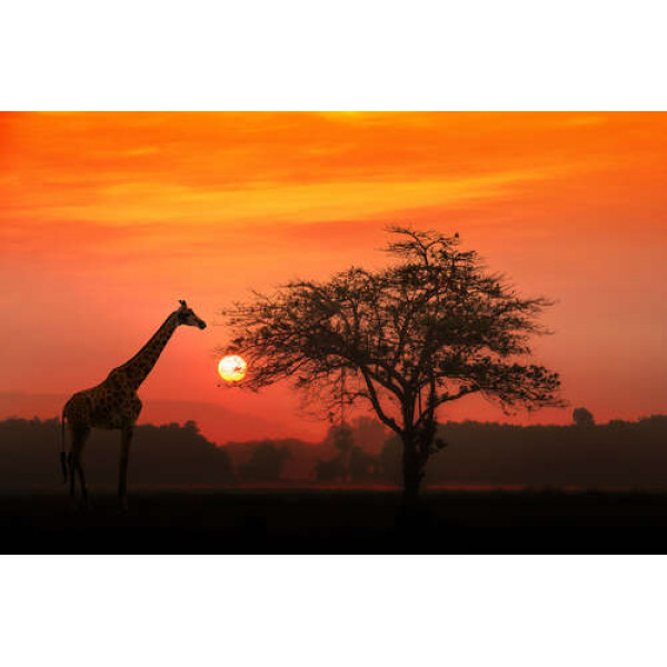 Жираф біля дерева в савані на заході сонця