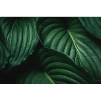 Темно-зеленые тропические листья