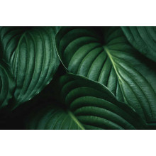 Темно-зелене тропічне листя