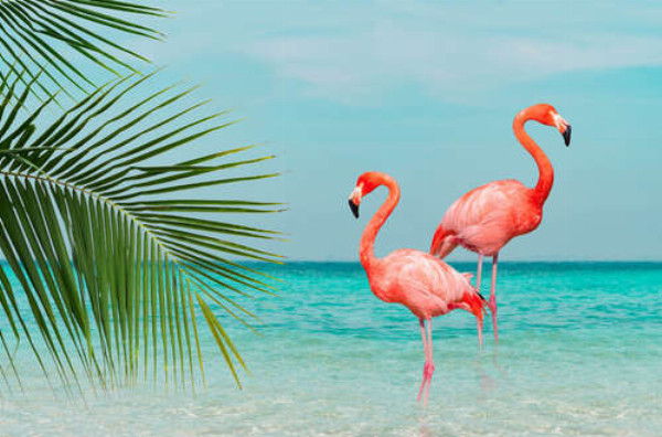 Два розовых фламинго на берегу океана