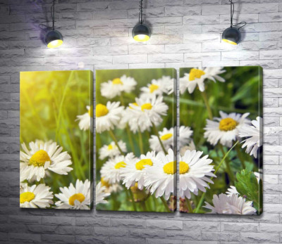 Модульная картина "Белоголовые ромашки в лучах солнца"