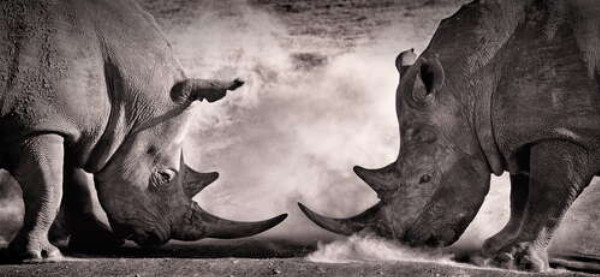 Носороги перед схваткой