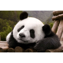 Отдыхающая панда