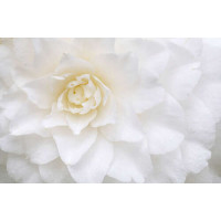 Біла квітка жоржини зблизька
