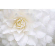 Белый цветок георгины сблизи