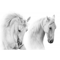 Два білих граціозних коня