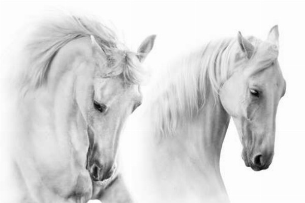 Два білих граціозних коня
