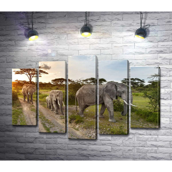 Група слонів, що гуляють по савані