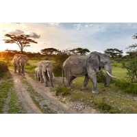 Группа слонов, гуляющих по саванне