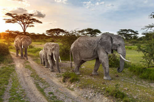 Группа слонов, гуляющих по саванне