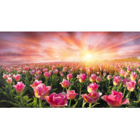 Поле розовых тюльпанов на рассвете
