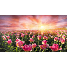 Поле рожеві тюльпани на світанку