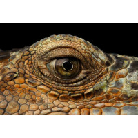 Глаз рептилии крупным планом