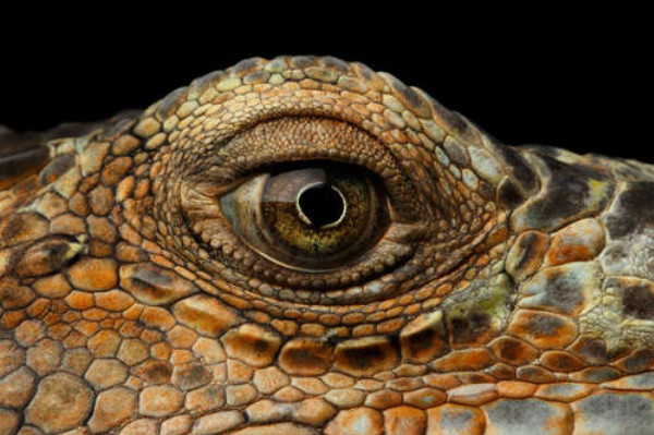 Глаз рептилии крупным планом