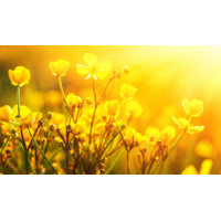 Весенние желтый цветы в теплых лучах солнца