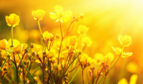 Весняні жовті квіти в теплих променях сонця