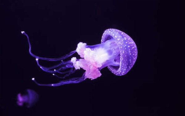 Завораживающие формы сиреневой медузы на глубине