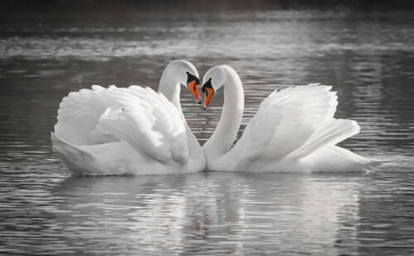 Два белых лебедя на пруду