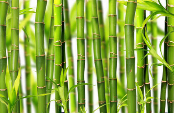 Стебли бамбука на белом фоне